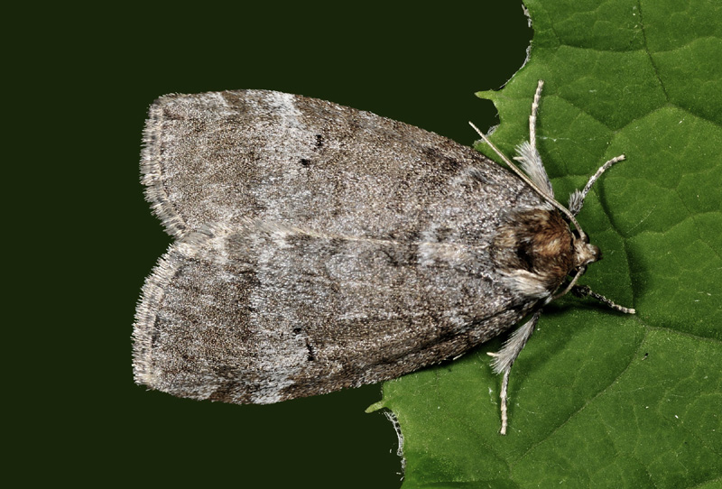 Drepanidae: Ochropacha duplaris